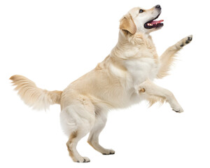Playful Golden Retriever Standing on Hind Legs.