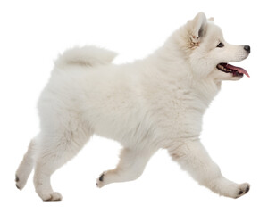 Playful White Samoyed Puppy in Motion.
