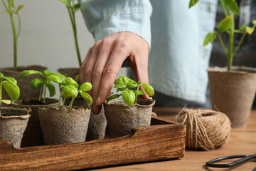 Woman with plant seedlings in peat pots on wooden table, closeup