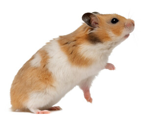 Standing Golden Hamster with White Markings.