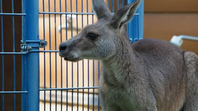 ふれあいコーナーのカンガルー