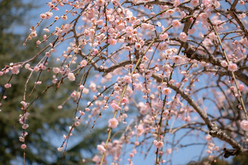 青空に映える満開の桜のクローズアップ