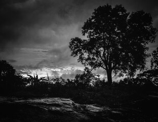 As the golden light fades and the sky turns moody, this lone tree stands as a quiet guardian of nature's calm and strength.