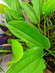 green leaves in the garden
