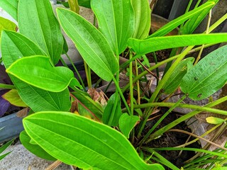 green leaves in the garden