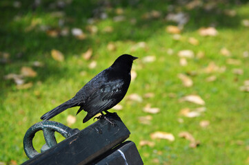 Blackbird perched on a wooden bench in the park
