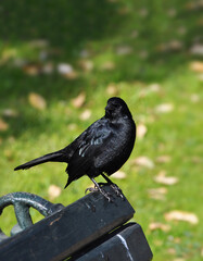 Obraz premium Blackbird perched on a wooden bench