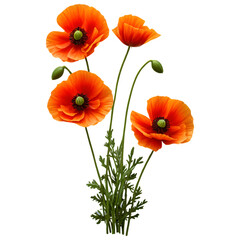 Naklejka premium Field-Style Poppy Cluster with Natural Arrangement Vibrant Red Flowers and Green Stems for Nature-Inspired Designs and Wild Meadow Aesthetics
