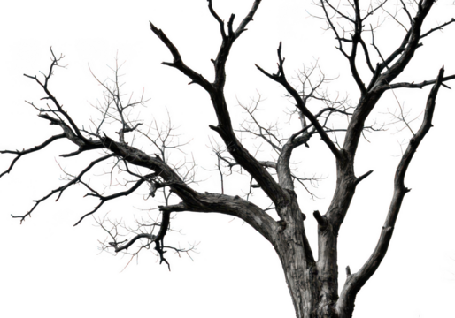 Detailed close up of a bare tree trunk and branches isolated on transparent background
