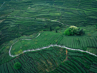 Green tea terrace in spring mountains