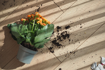 Flower pot tipped over on wooden floor with soil scattered