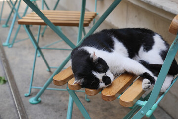 Black and white cat sleeping on a chair outdoors