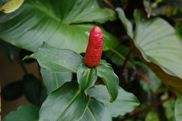 Red Tropical Flower Among Green Leaves – Bold Natural Contrast