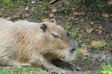 カピバラ