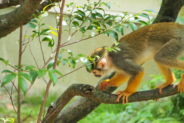 餌を探すコモンリスザル