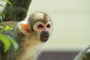 餌を探すコモンリスザル