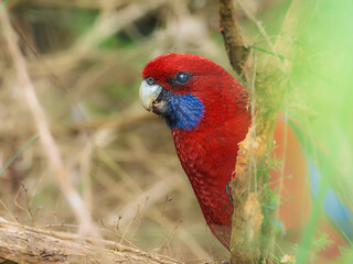 Crimson Rosella Peering Out Of Bush