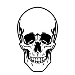 Human Skull: A stark monochrome line art illustration of a human skull, showcasing detailed anatomical features against a white background.