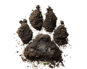 Muddy soil paw print