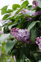 Pink and purple lilac flowers in the garden
