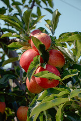 Bunch of red apples on tree branch
