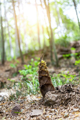 Young bamboo shoot emerging in the forest under sunlight