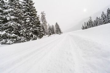 Obraz premium Snow-covered path surrounded by pine trees on a cloudy day