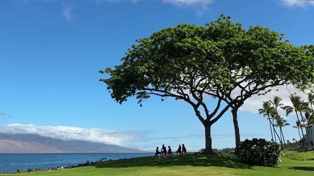 Yoga group under a monkey pod tree over looking the Pacific Ocean Maui Hawaii