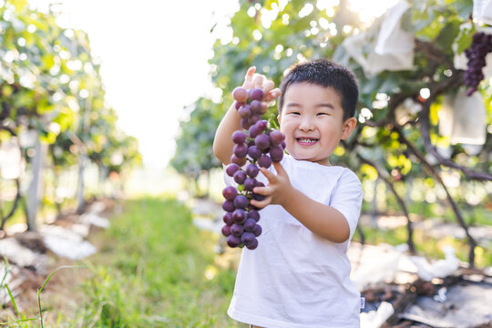 Little boy holding a bunch of purple grapes in a vineyard