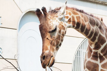 キリンのアップ写真 © gotoshoji