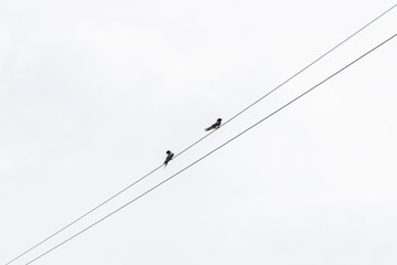 Two small birds perching on electric wires against a clear sky