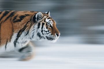 Obraz premium capture stunning minimalist portraits of top wild animals in motion set against softly blurred background