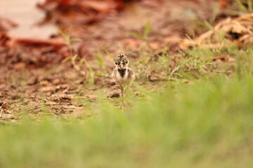Red-wattled lapwing with chick