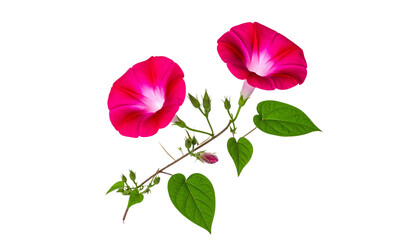 Three beautiful pink tulip blossoms with green leaves, isolated on a white background