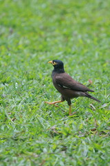 Obraz premium A magnificent, colorful parrot perches on a tree branch, its vibrant feathers glowing in the sunlight, showcasing the exotic beauty of tropical wildlife. 