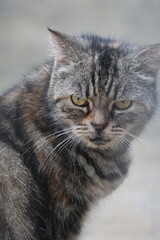 Fototapeta premium A cute, fluffy grey kitten looks curiously at the camera, its soft fur and bright eyes radiating joy, affection, and playful curiosity. 