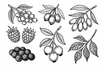 Fototapeta premium Detailed ink drawing of various berries on branches with leaves, including raspberries, blackberries, and other assorted berry types.