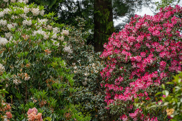 Vibrant Rhododendron garden in full bloom. 