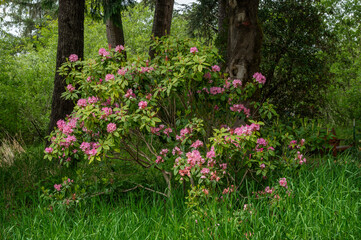 Vibrant Rhododendron garden in full bloom. 