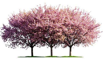 Obraz premium Three cherry blossom trees in a row