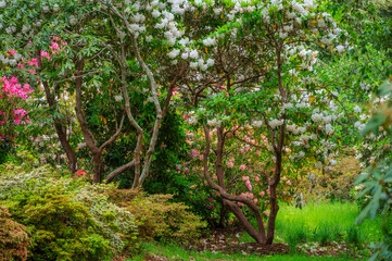 Vibrant Rhododendron garden in full bloom. 