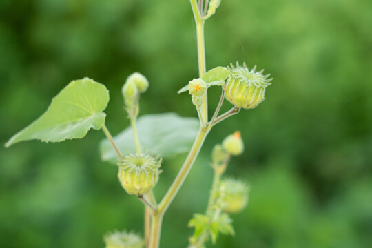 Closeup Abutilon indicum ,Theophrasti Velvetleaf plant