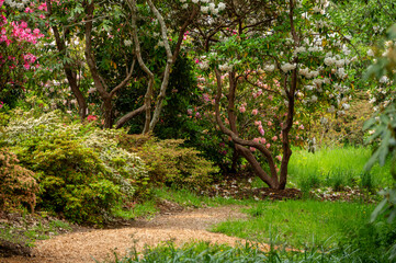 Vibrant Rhododendron garden in full bloom. 