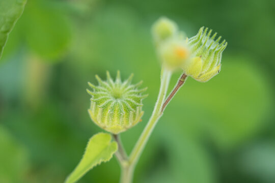 Closeup Abutilon indicum ,Theophrasti Velvetleaf plant