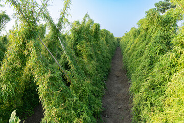 Obraz premium Green chinese yam plants growing in field