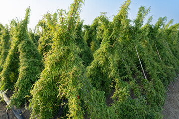 Green chinese yam plants growing in field