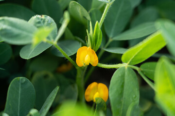 closeup of peanuts flower in the field