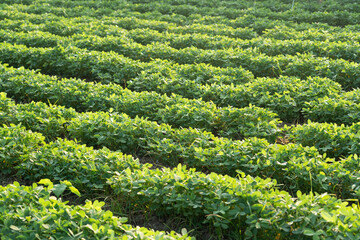 Peanuts are growing in the field