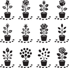  Rose Plants with Different Stages of Growth in Pots