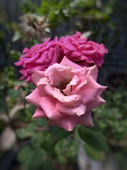Pink roses bloom in garden with delicate petals and lush green leaves in soft focus